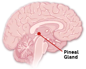 PinealXT Review — diagram of pineal gland location in the human brain