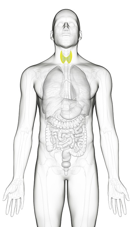 Thyrovanz review — thyroid hormone figure T3 T4 conversion pathway diagram