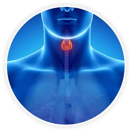 Thyrovanz review — diagram of thyroid gland showing T3 T4 hormone function