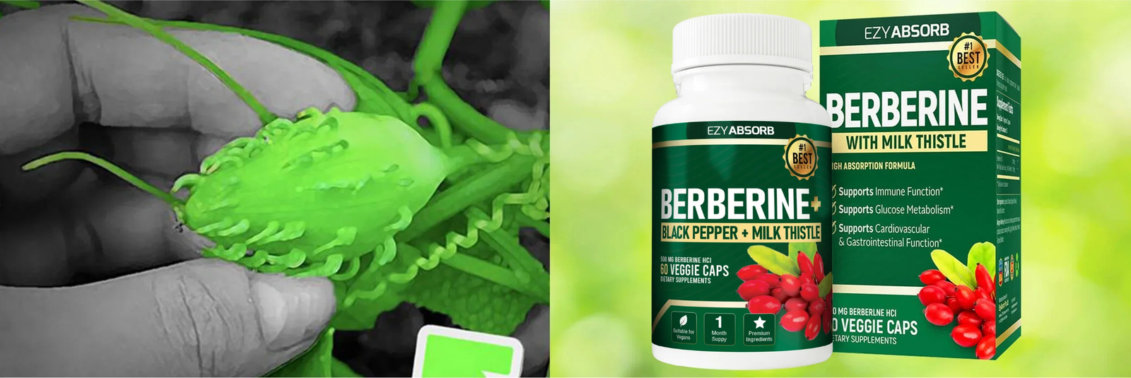 Berberine Review – Blood Sugar Support Formula Overview
