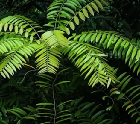 Tongkat Ali root extract - key testosterone boosting ingredient in Critical T