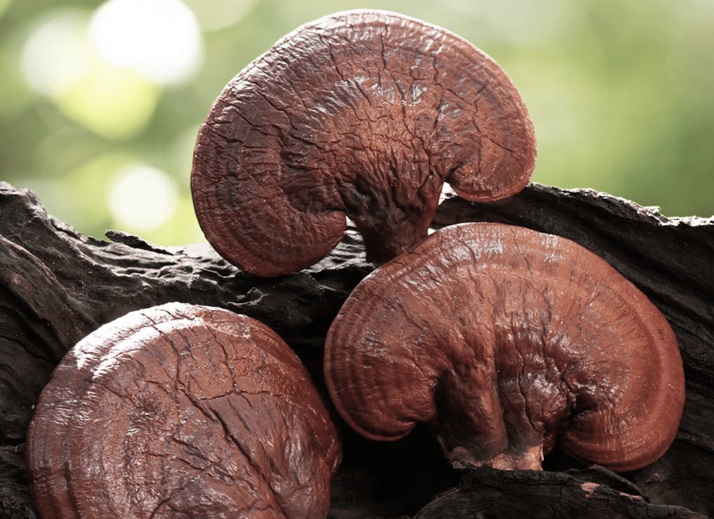 Reishi mushroom key component Menovelle menopause blend