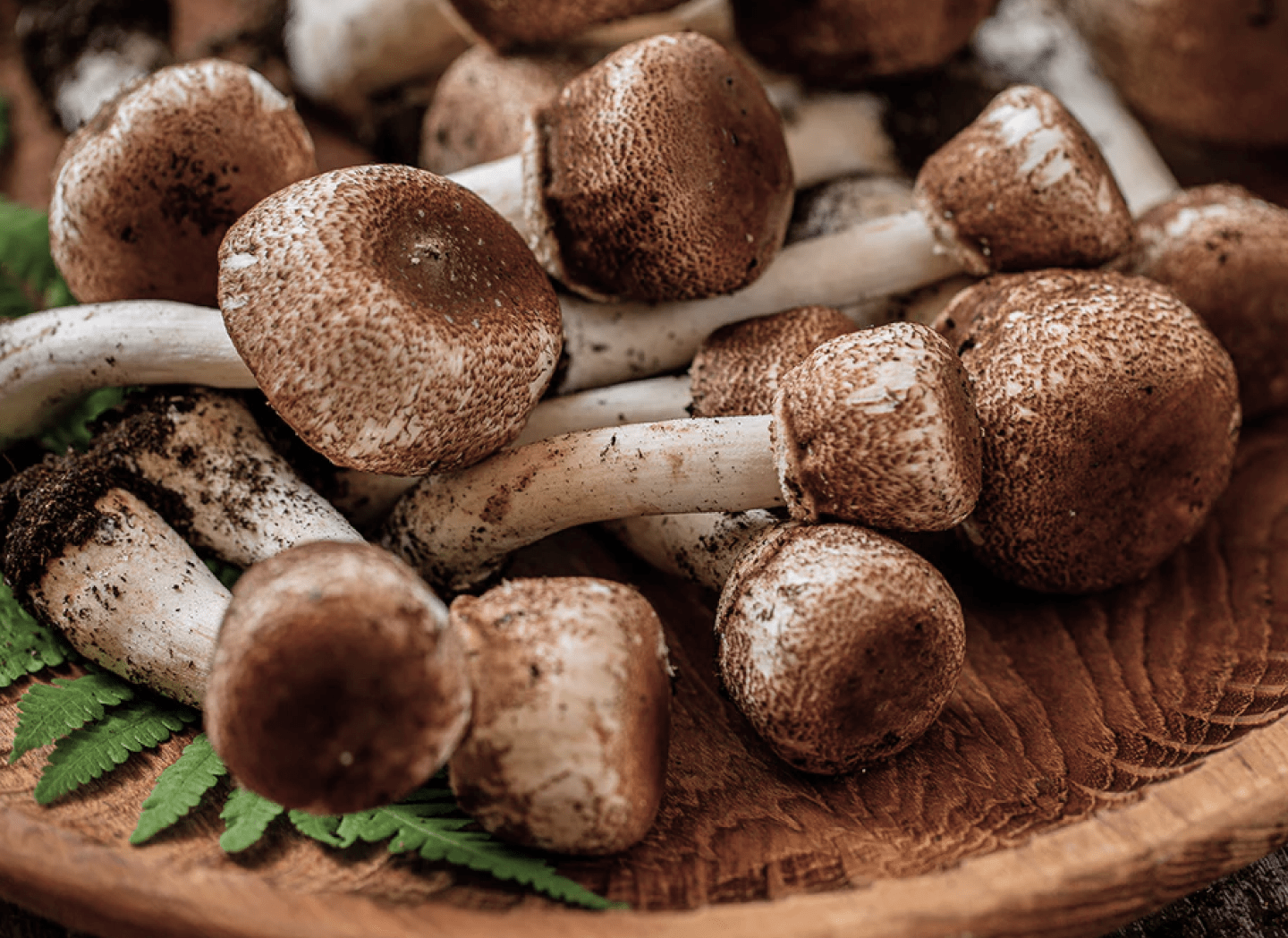 Royal Sun Agaricus in Menovelle supplement formula